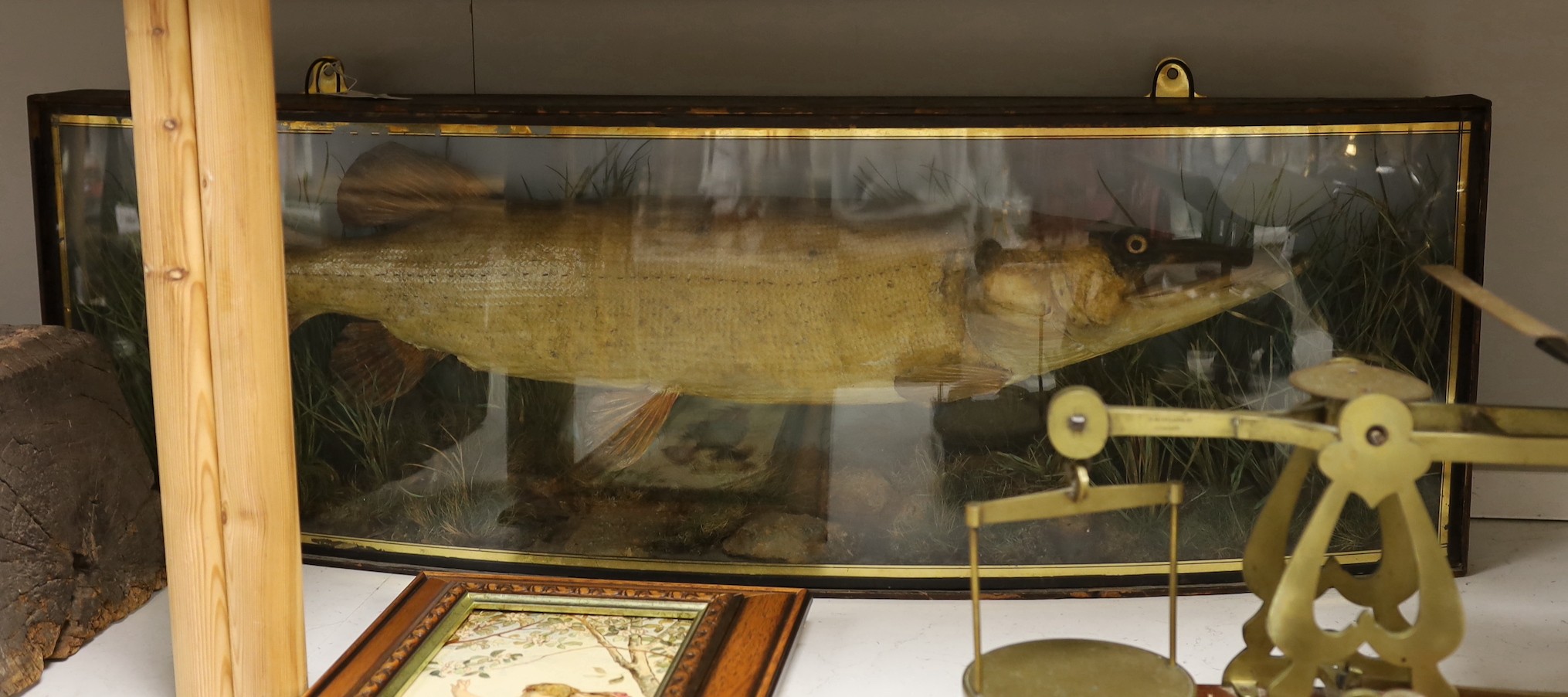 Taxidermy - a Victorian / Edwardian pike in a bowfront case